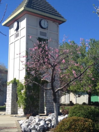 Simpson University bell tower in spring