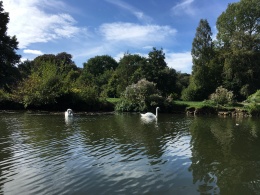 Swans on the River Thames